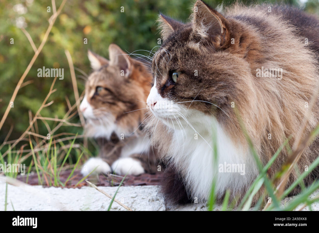 Due belle soffici gatti in fila. closeup vista profilo. il gatto sulla sinistra è un Norvegese delle Foreste. sulla destra il suo fratello Foster. Foto Stock