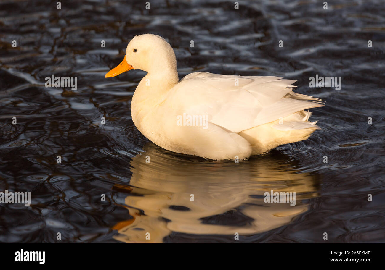 Bianco di nuoto di anatra su un lago Foto Stock
