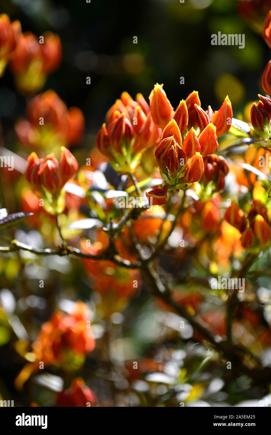 Orange azalea,fiore,fiori,fioritura,woodland,all'ombra,ombroso ombreggiate,RM Floral Foto Stock