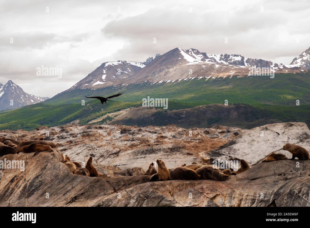 Colonia di leoni di mare e uno black bird Flying. canale beagle Patagonia argentina Foto Stock