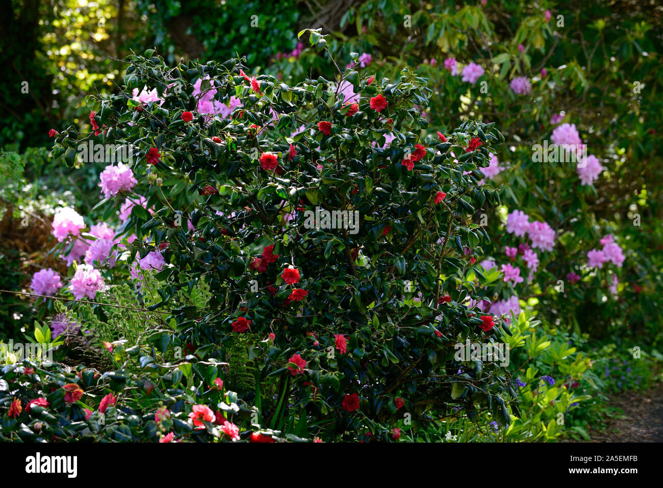 Red camellia,boschiva,shelter,RIPARATO,lilla rododendri,fiore,fiori,arbusto,arbusti,la molla,giardino,RM Floral Foto Stock