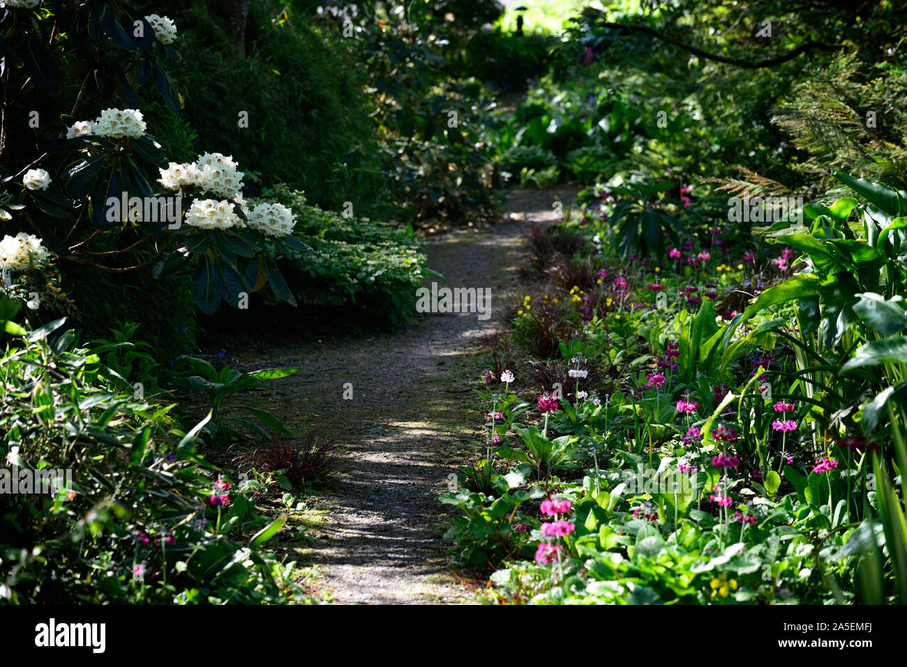 Rododendro bianco,fiore,fiori,fioritura,boschiva, legno,woodland,percorso,sentiero,all'ombra,ombroso ombreggiate,RM Floral Foto Stock