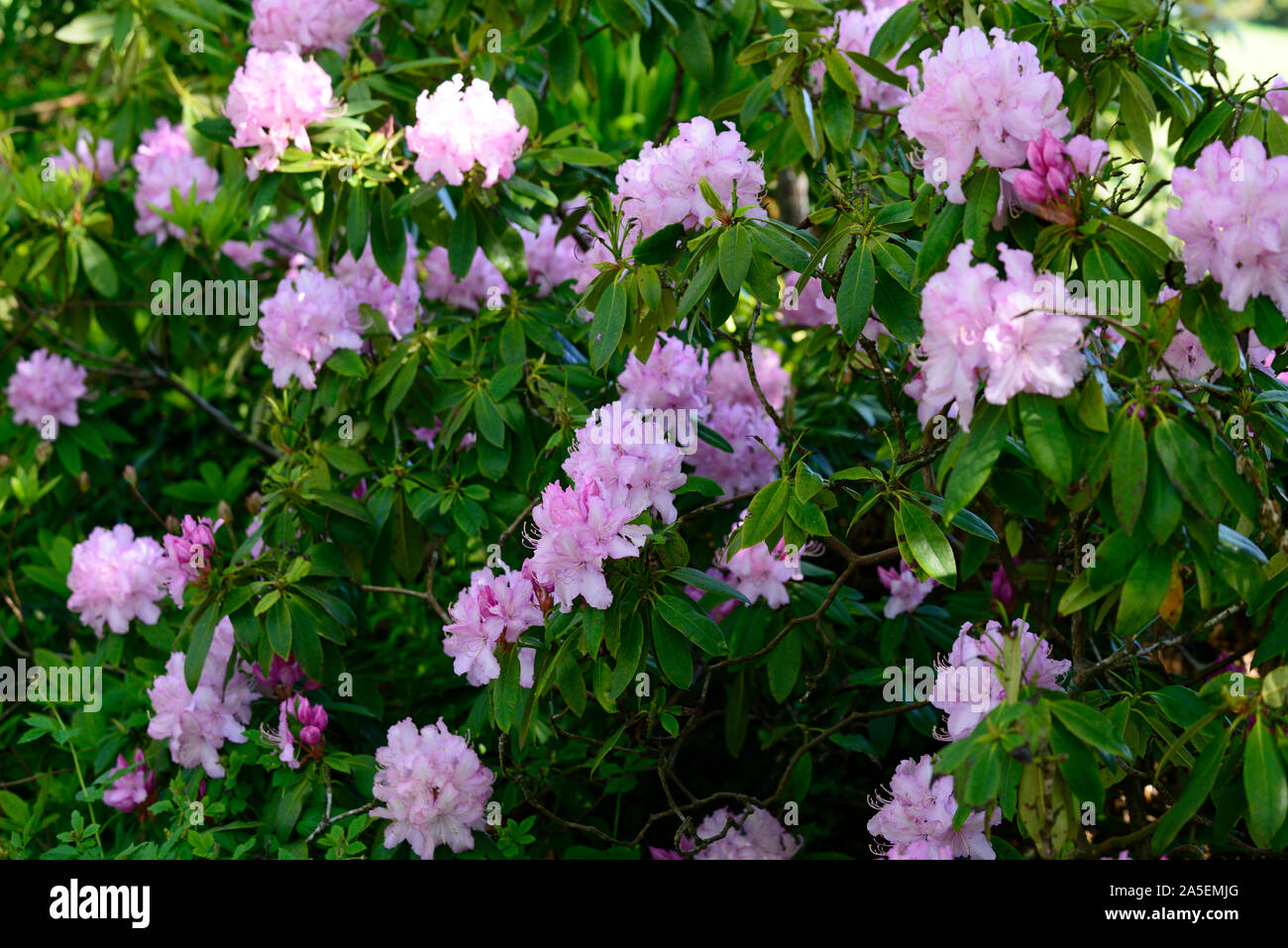 Lilac rododendri,fiore,fiori,fioritura,woodland,all'ombra,ombroso ombreggiate,RM Floral Foto Stock