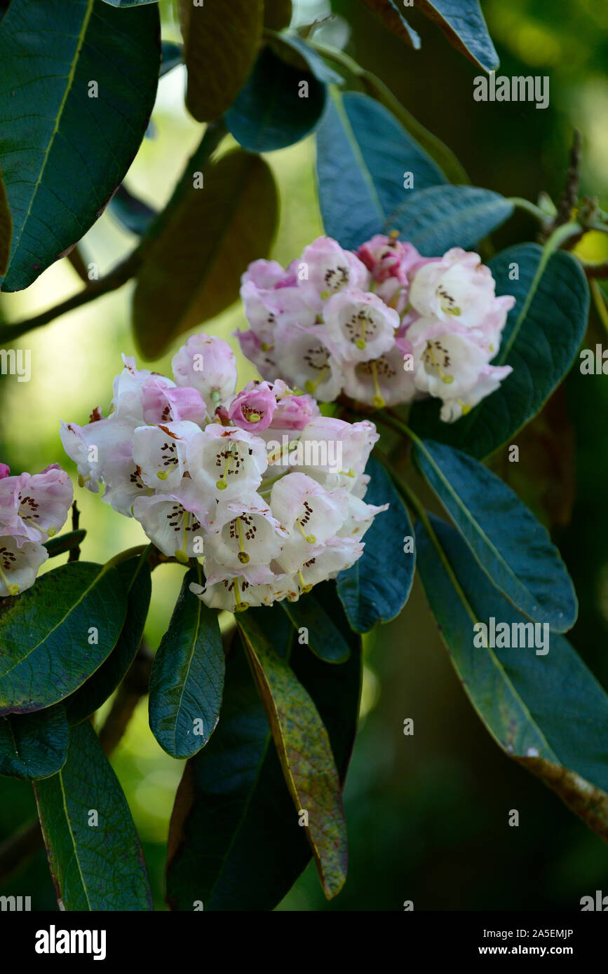 Rododendro bianco,fiore,fiori,fioritura,woodland,all'ombra,ombroso ombreggiate,RM Floral Foto Stock