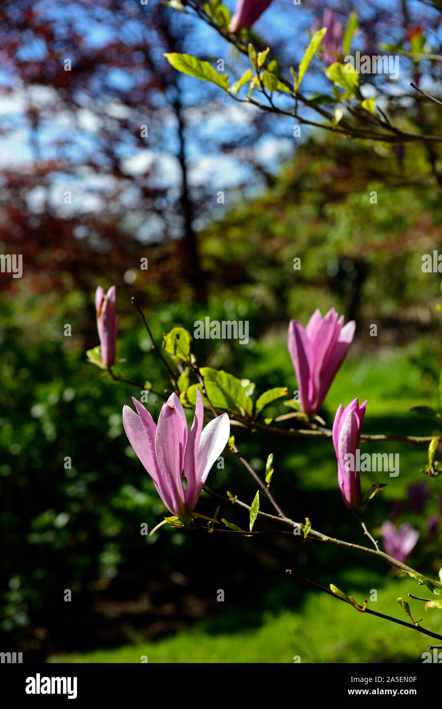 Rosa fiori di magnolia,blue sky,Molla,woodland, legno,tree,alberi,RM Floral Foto Stock