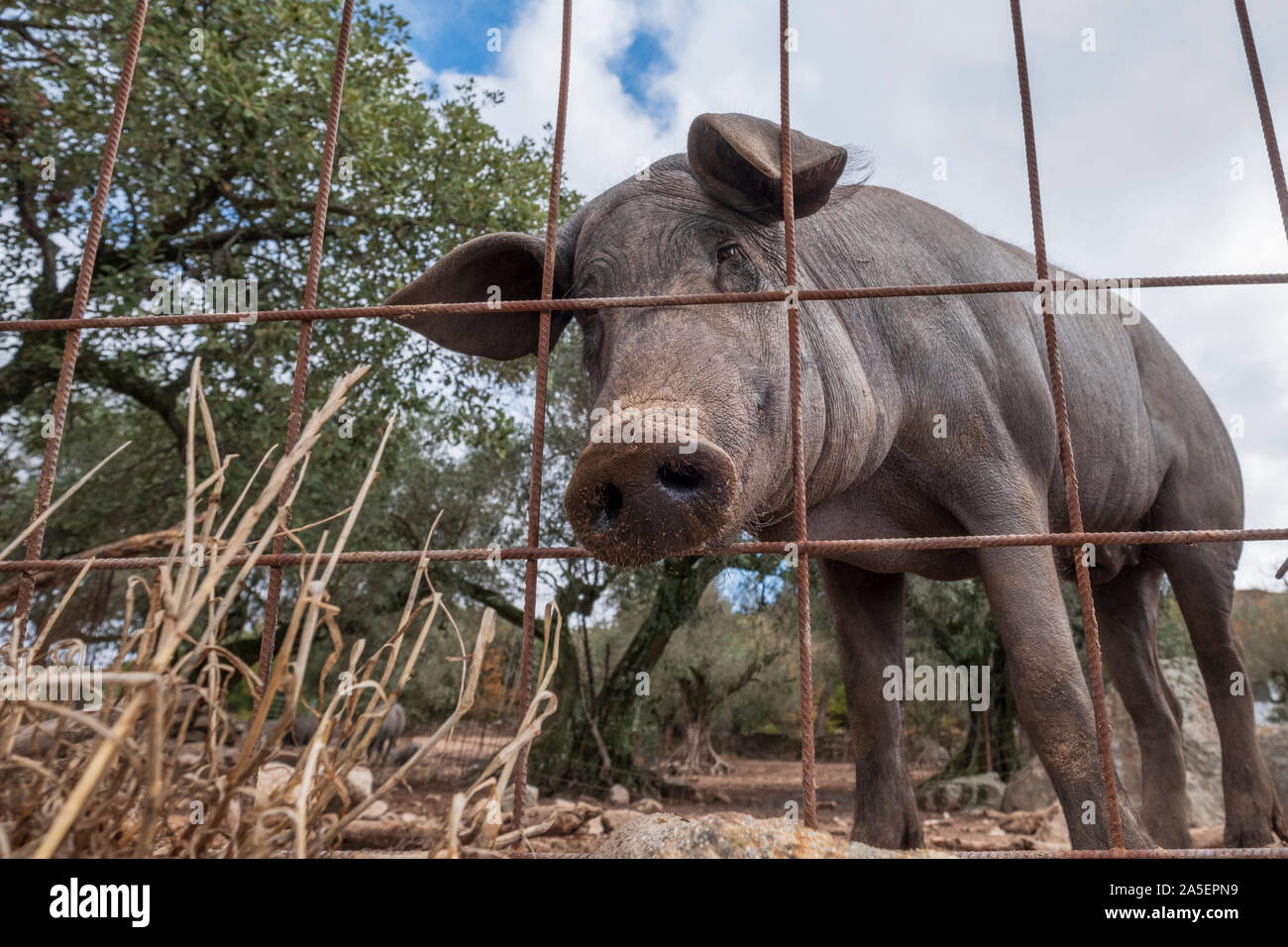 Curioso il nero suino iberico Pata Negra bastone loro naso attraverso la Extremadura Spagna recinzione Foto Stock