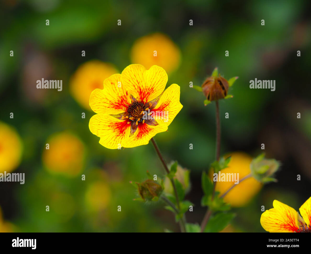 Piuttosto il rosso e il giallo Potentilla "Esta Ann' Fiore e boccioli (cinquefoil) in un giardino Foto Stock