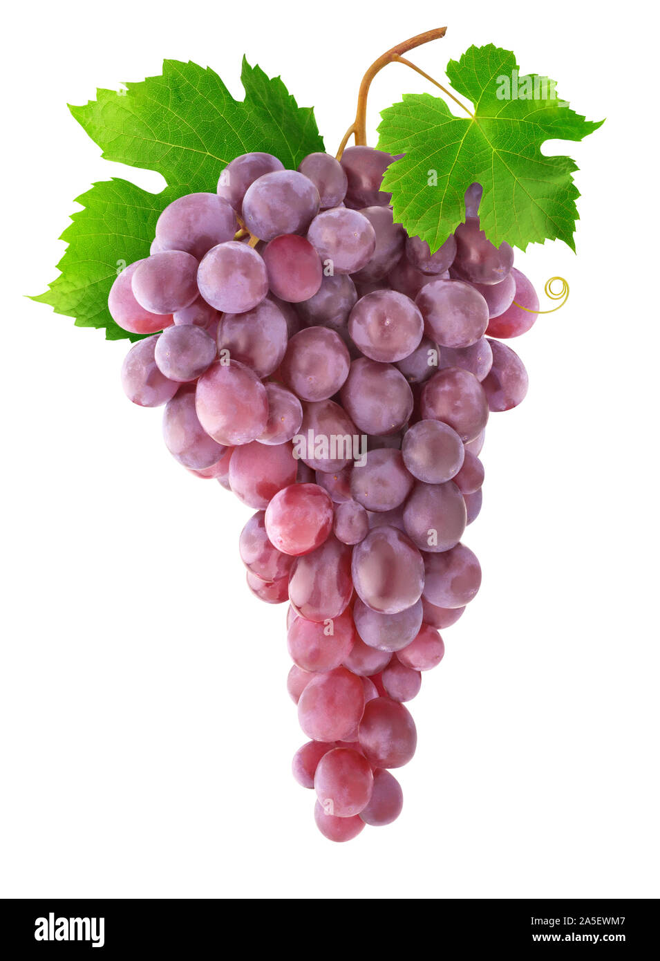 Isolate le uve di colore rosa. Grappolo di uva appeso su un vitigno isolato su sfondo bianco con tracciato di ritaglio Foto Stock