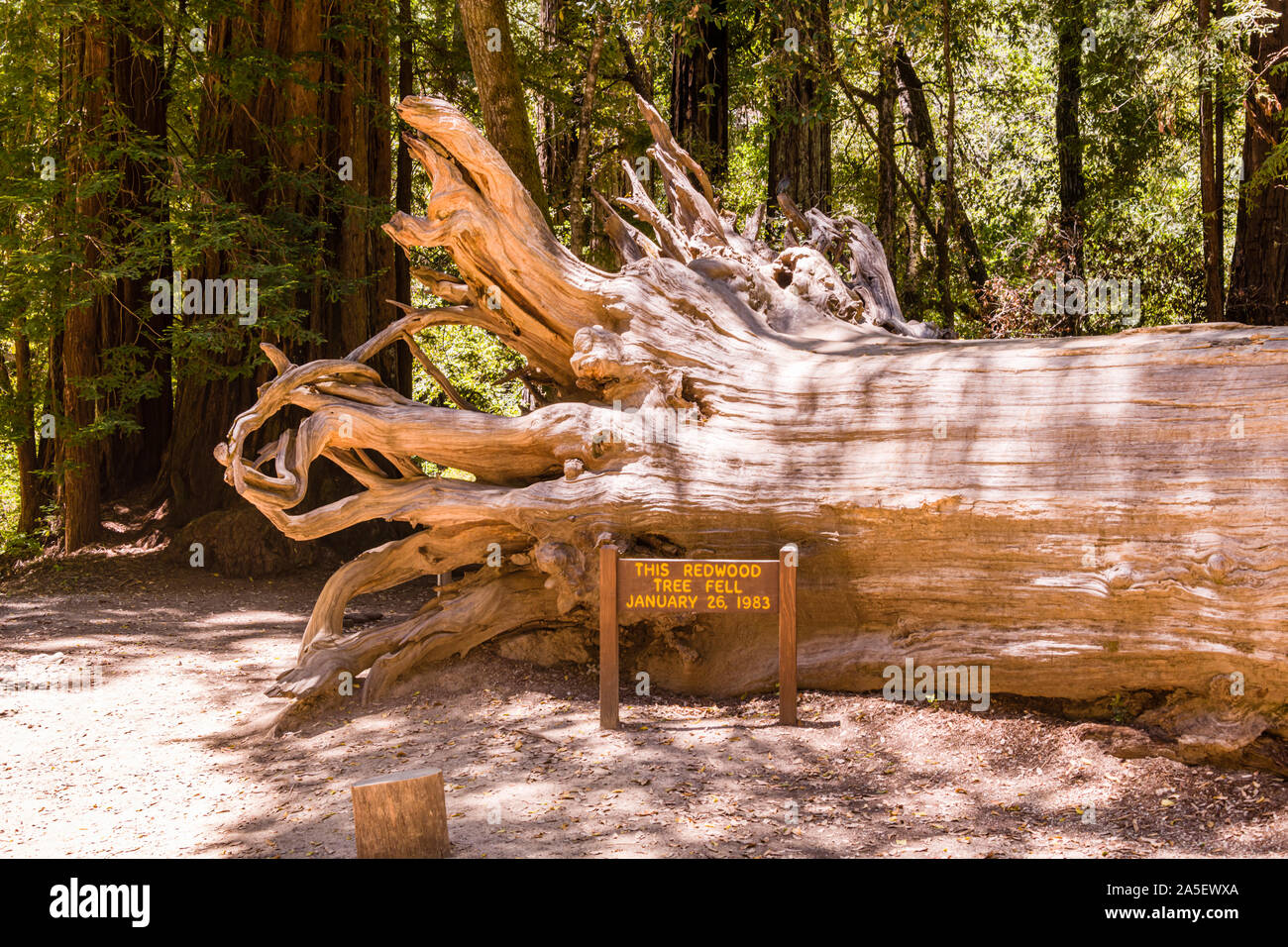 Il grande bacino Redwood State Park, caduto nel 1983 Foto Stock