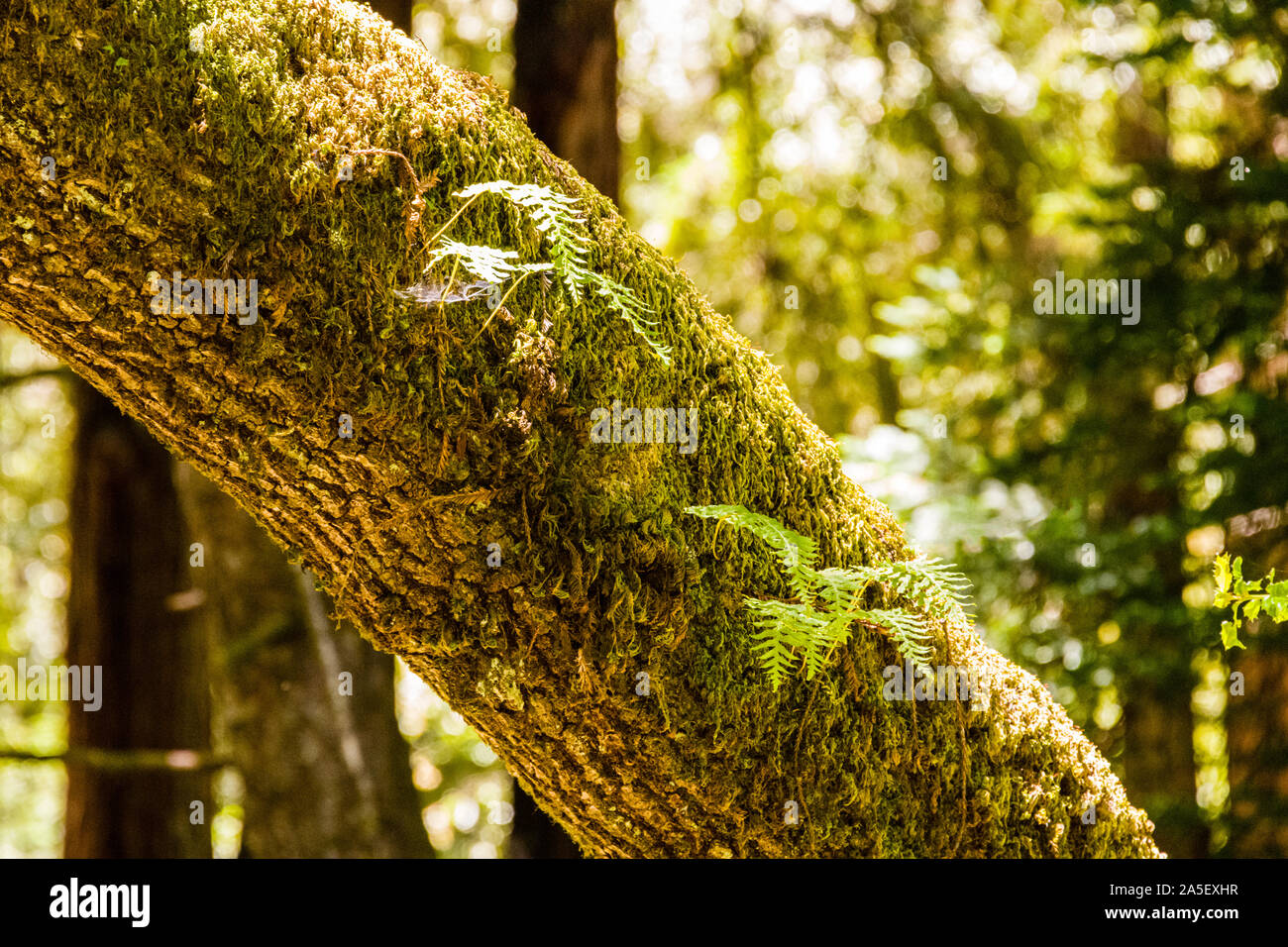 Il grande bacino Redwood State Park, muschi e felci Foto Stock