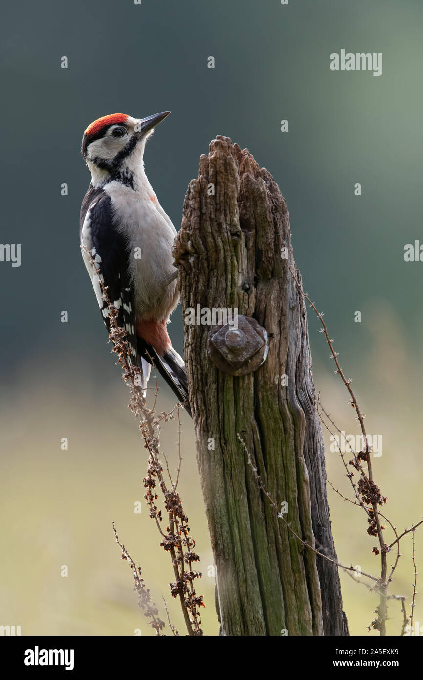 Picchio Rosso (Dendrocopos major) Foto Stock