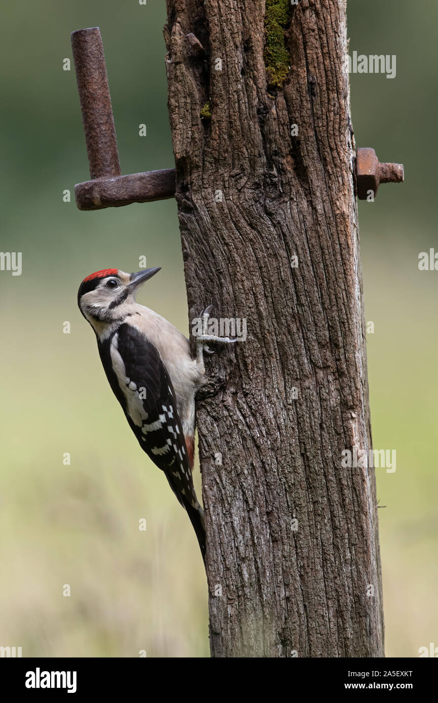 Picchio Rosso (Dendrocopos major) Foto Stock