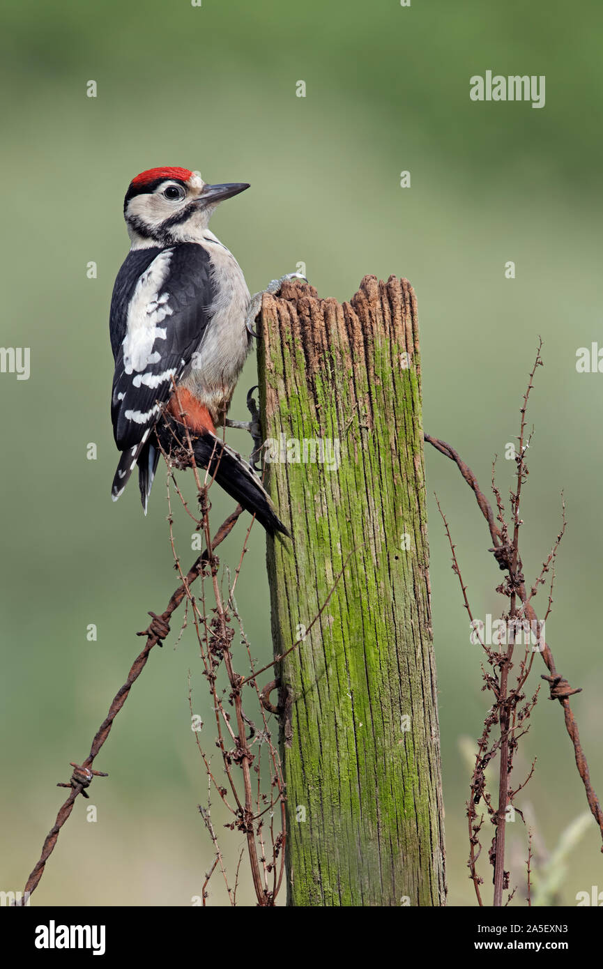 Picchio Rosso (Dendrocopos major) Foto Stock