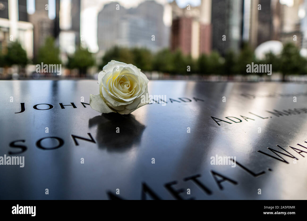 Rosa Bianca sul Ground Zero Memorial Foto Stock