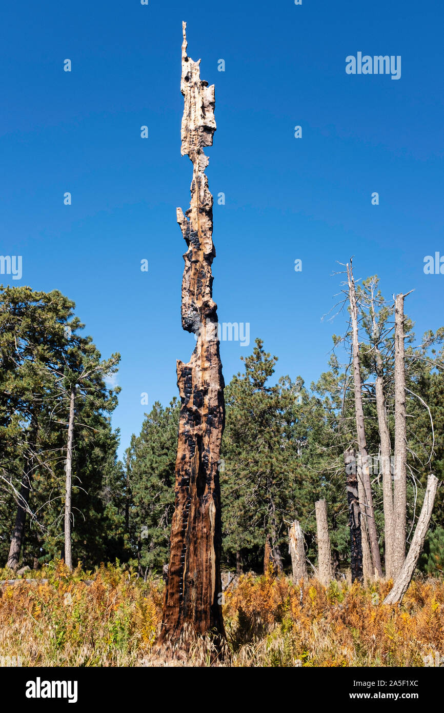 Resti di un pino bruciato da un incendio, Mt. Lemmon, Catalina Mountains, Tucson, Arizona Foto Stock