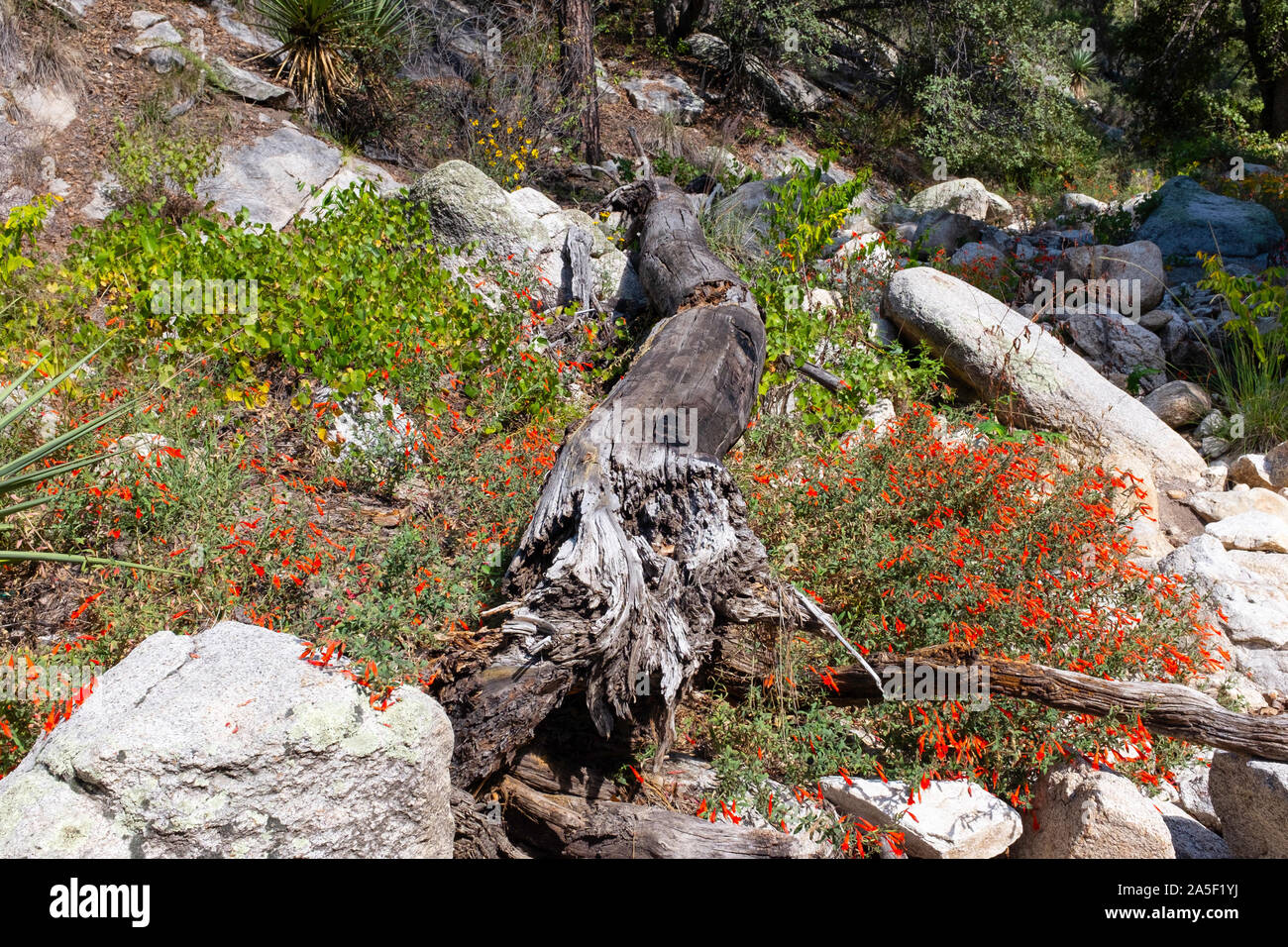 Hummingbird tromba (Epilobium canum), noto anche come California fucsia o Zauschneria, Catalina Mountains, Arizona Foto Stock