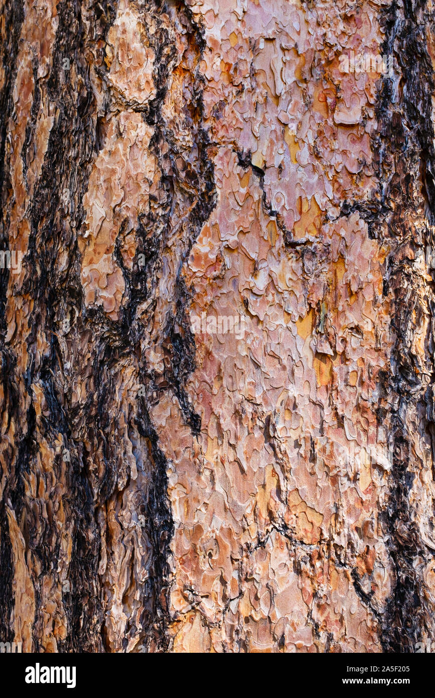 Ponderosa Pine corteccia macro, Santa Catalina Mountains, Tucson, Arizona Foto Stock