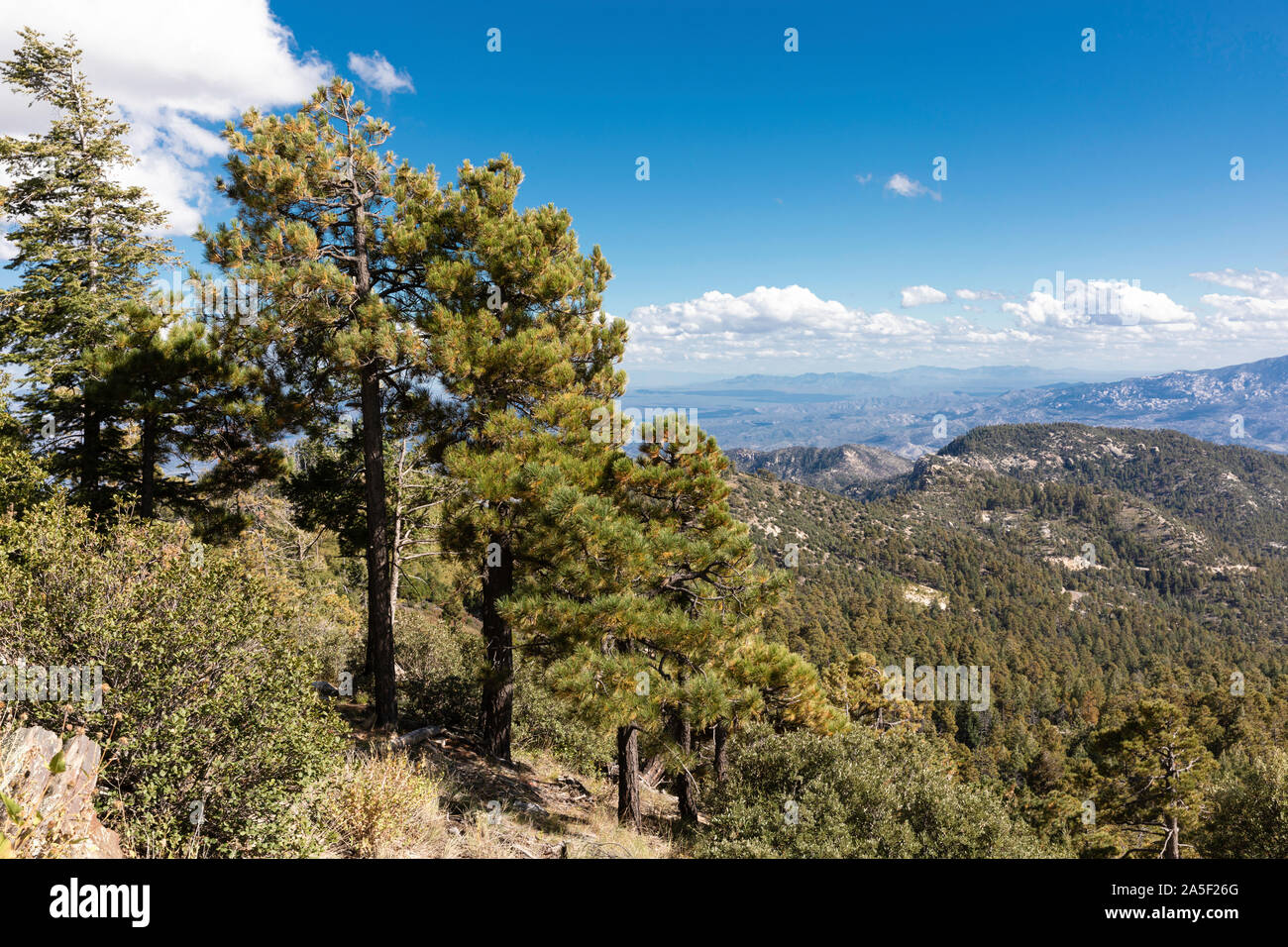 Viste dalle montagne Santa Catalina, Mt. Lemmon, Tucson, Arizona, Stati Uniti d'America Foto Stock