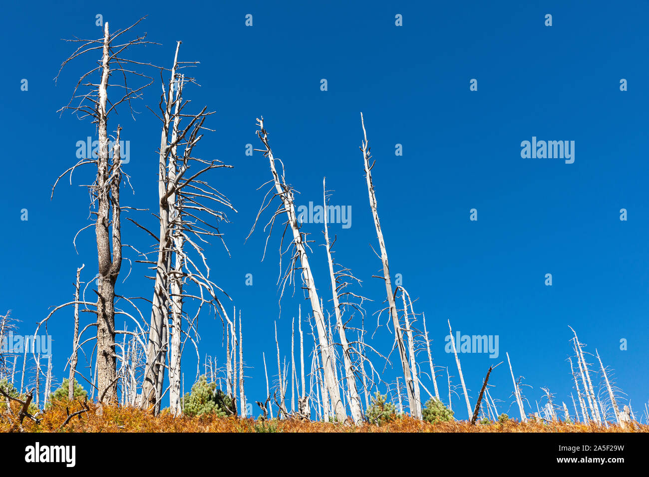 Scheletri di albero contro un stark cielo blu, Arizona, Stati Uniti d'America Foto Stock