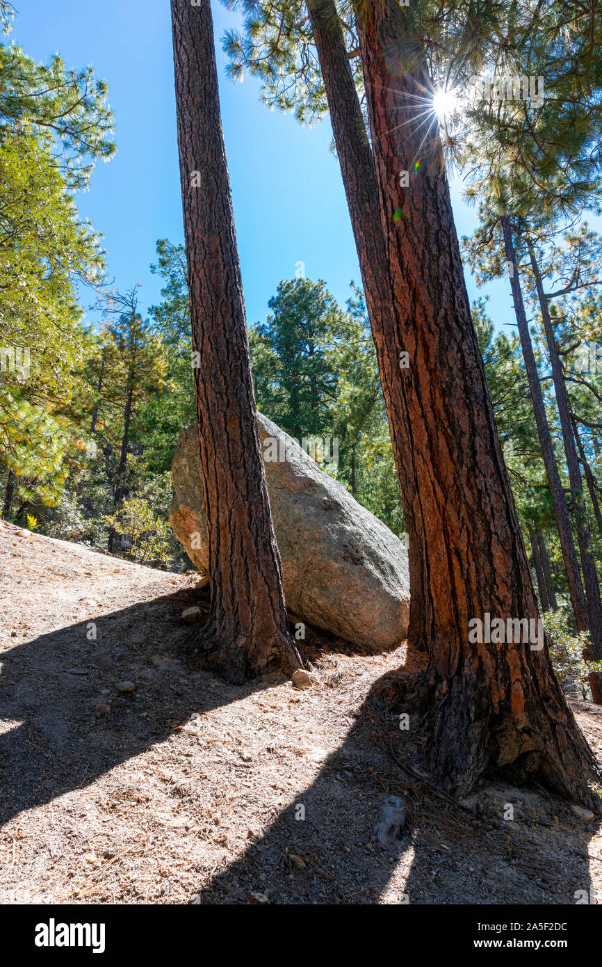 Ponderosa pine trees contro una soleggiata cielo blu, Mt. Lemmon, Catalina Mountains, Tucson, Arizona Foto Stock