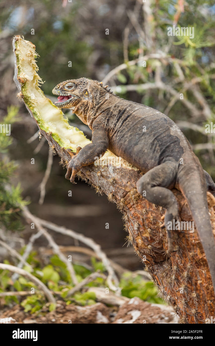 Terra Galapagos Iguana mangiando impianto su North Seymour Island Isole Galapagos. Splendidi animali e della fauna selvatica sulle isole Galapagos, Ecuador. Galapagos dalla nave da crociera tour. Foto Stock