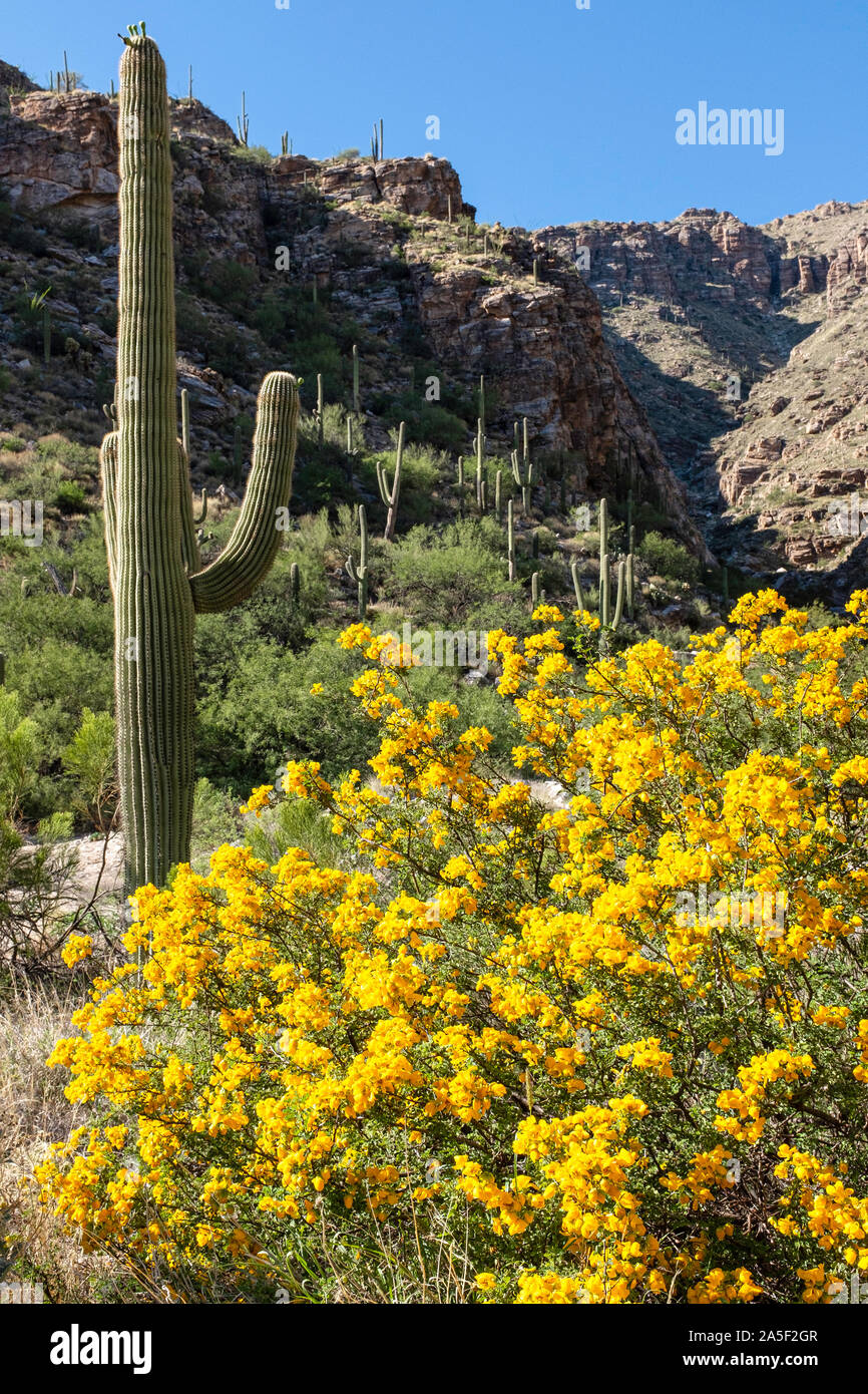 Saguaro giganti ed arbustive (Cassia senna wislizeni) su Mt. Lemmon in Santa Catalina Mountain Range, Tucson, Arizona, Stati Uniti d'America Foto Stock
