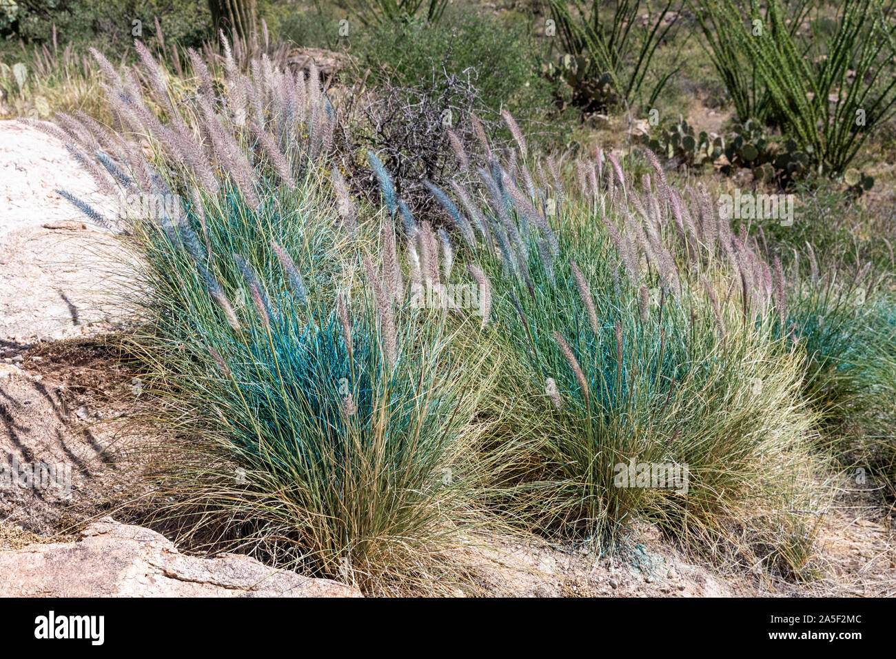 Buffelgrass dopo che viene spruzzato con il glifosato, Redington Pass, Tucson, Arizona Foto Stock