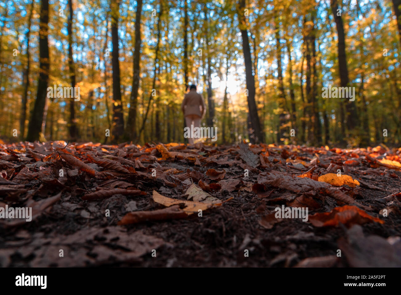 Donna che cammina nel colorato stagionale autunno bello e mite foresta con retroilluminazione sfocata artistica Foto Stock