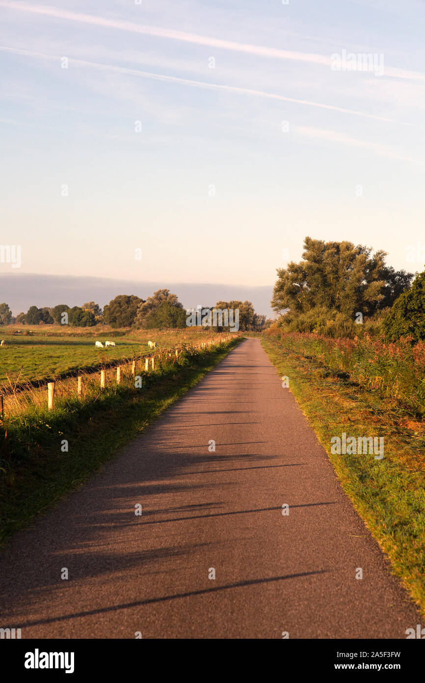 Strada sulla diga del polder olandesi di prima mattina; Biesbosch National Park, Paesi Bassi Foto Stock