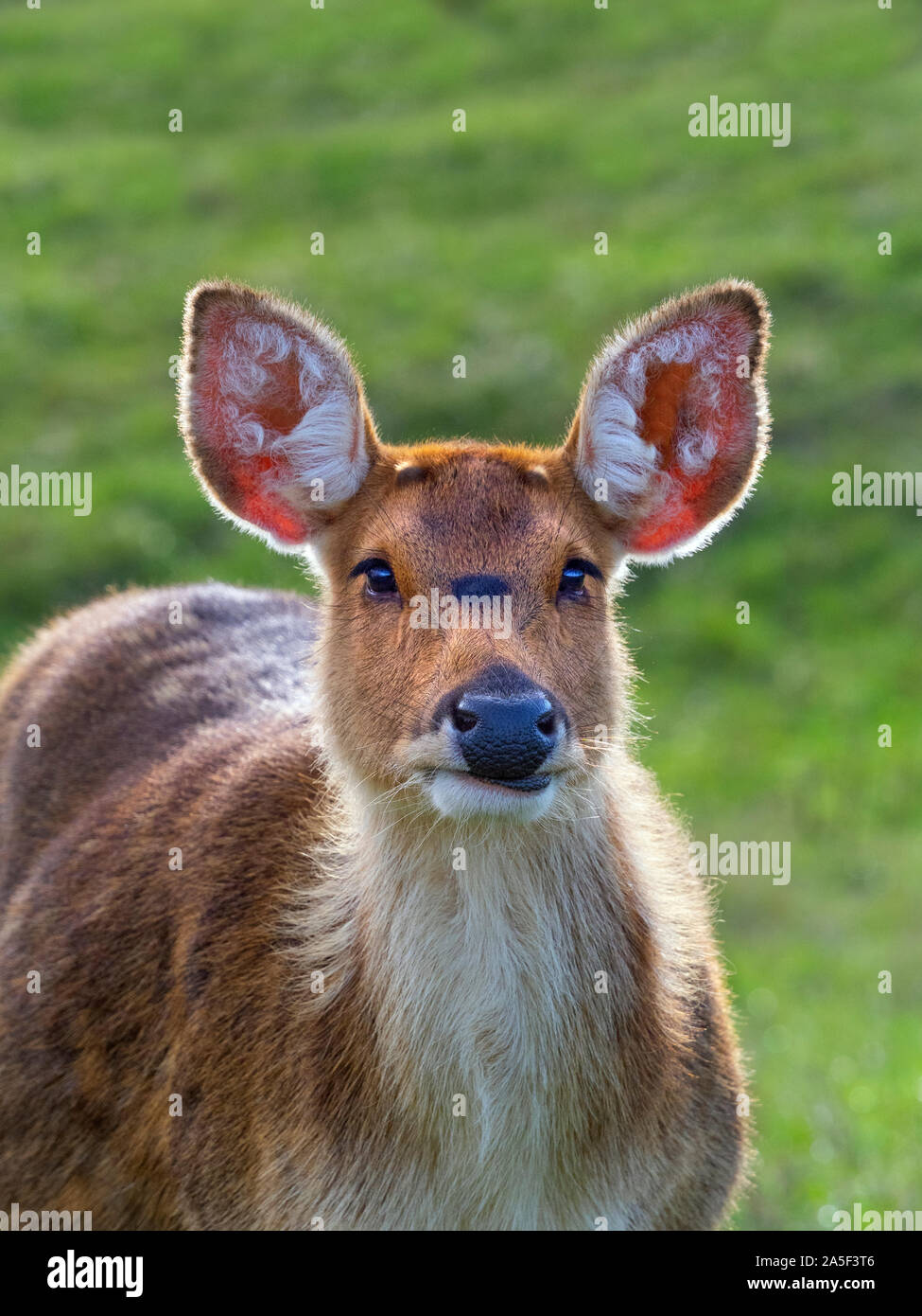 Donna Barasingha Cervus duvaucelii Foto Stock