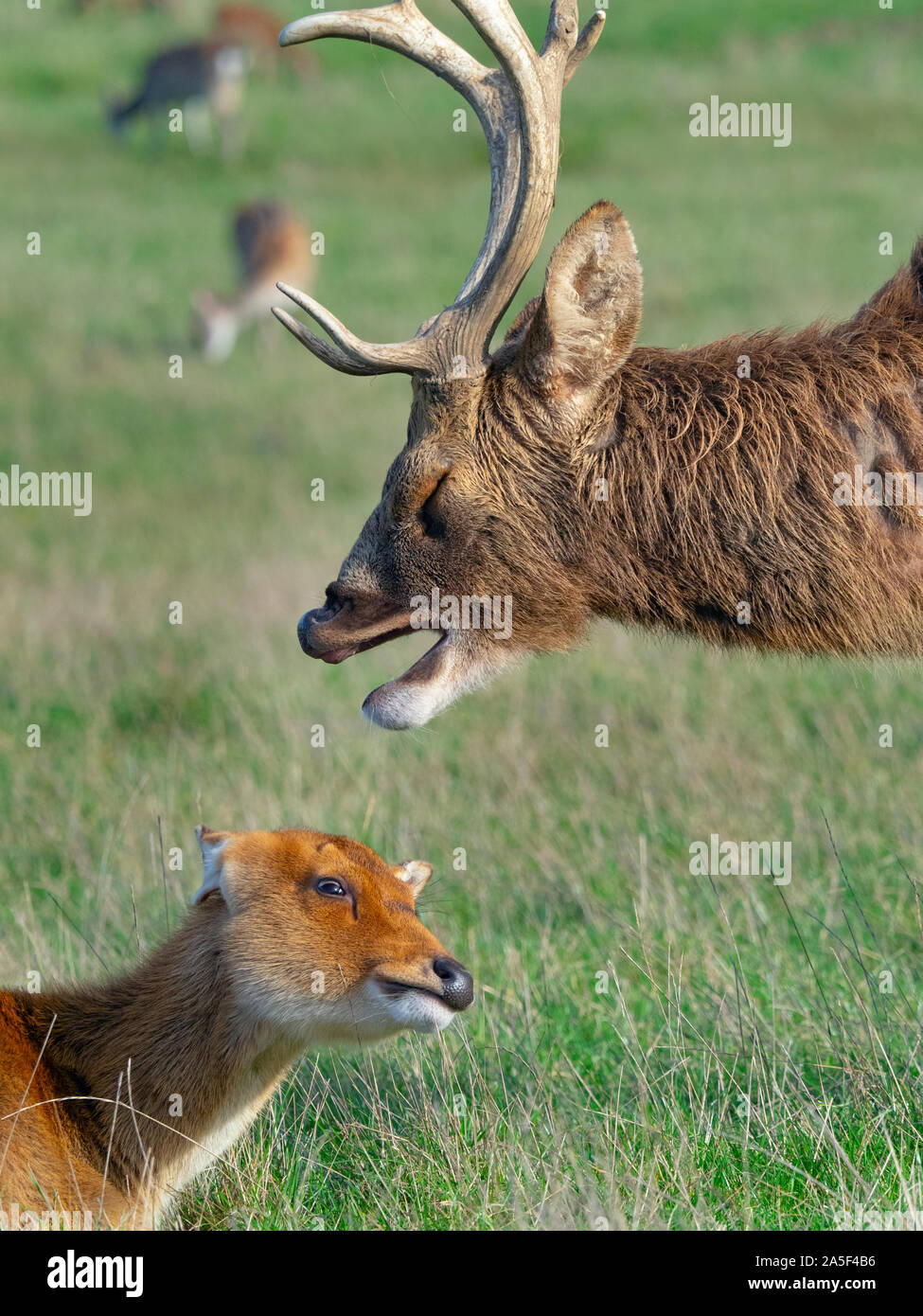 Barrasinga Rucervus duvaucelii o Deer palude rinfrescante al largo del subcontinente indiano Foto Stock