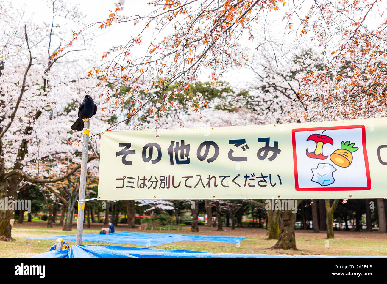 Tokyo, Giappone - 28 Marzo 2019: Yoyogi Park con segno banner tradotto come la direttiva di buttare cibo nel cestino della spazzatura e una grande raven black bird arroccato Foto Stock