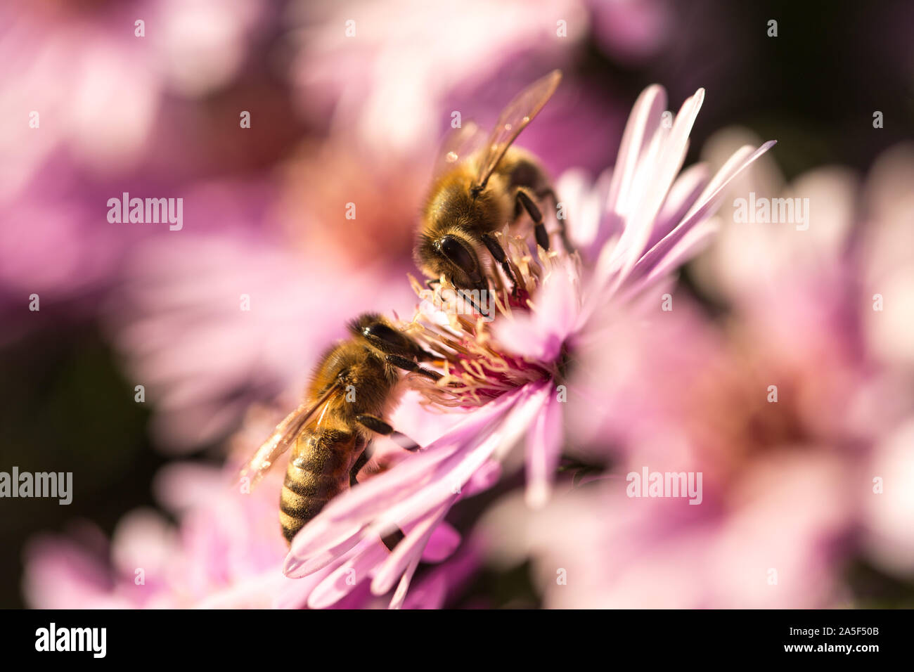 Due api seduto sul ghiaccio Starburst impianto, Delosperma floribunda, in giardino. Fiore di colore viola. Foto Stock