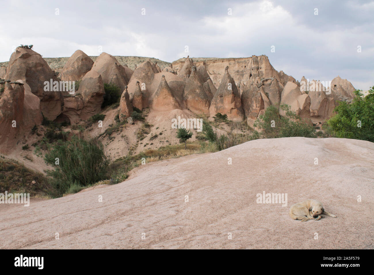 Cane a pelo a Goreme in Cappadocia, nella provincia di Nevsehir in Anatolia Centrale. Meraviglioso sfondo di montagne rocciose e alberi verdi Foto Stock