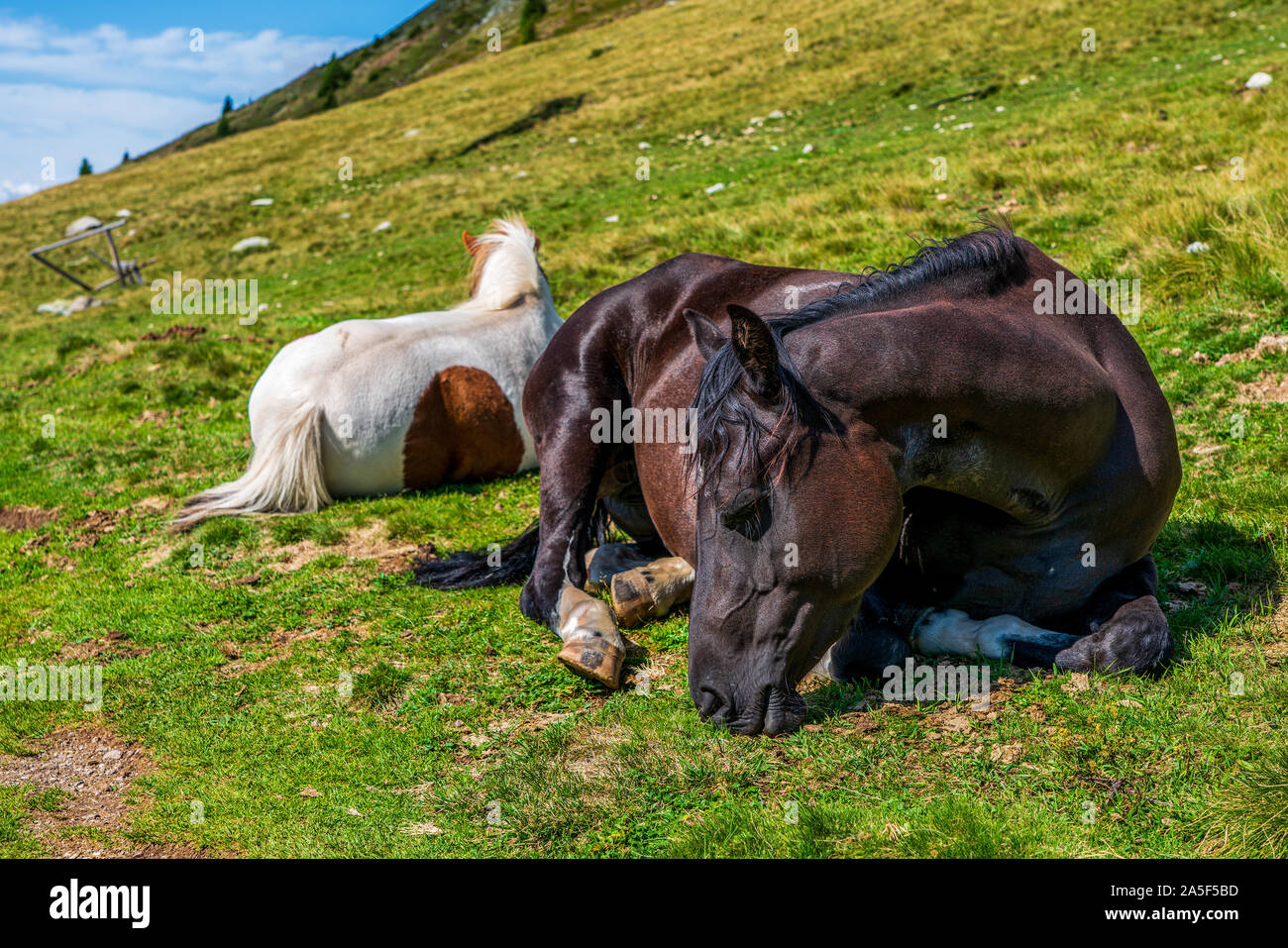 Cavalli nel prato in montagna Foto Stock