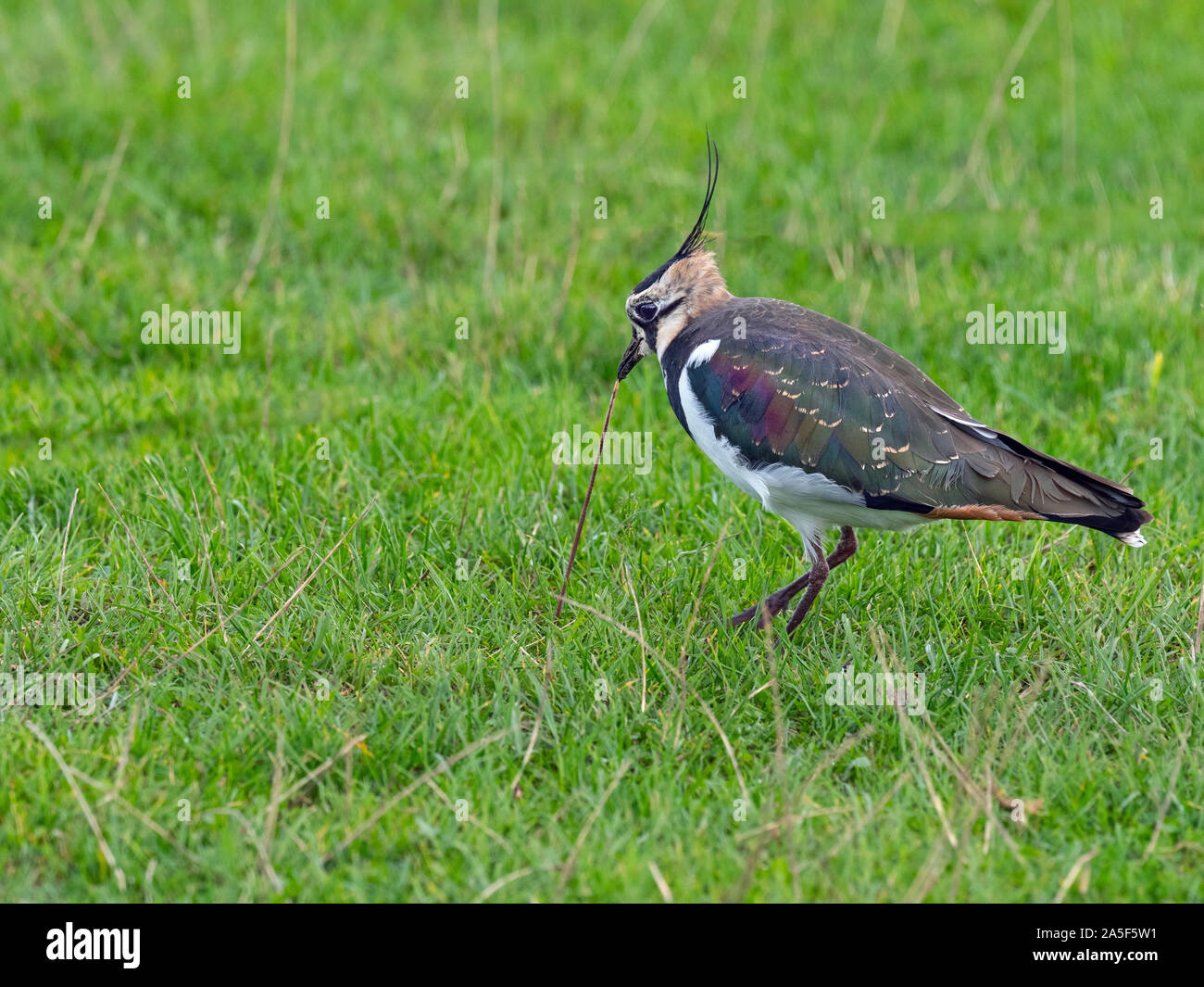 Pavoncella Vanellus vanellus tirando sulla terra Worm in erba prato Norfolk Foto Stock