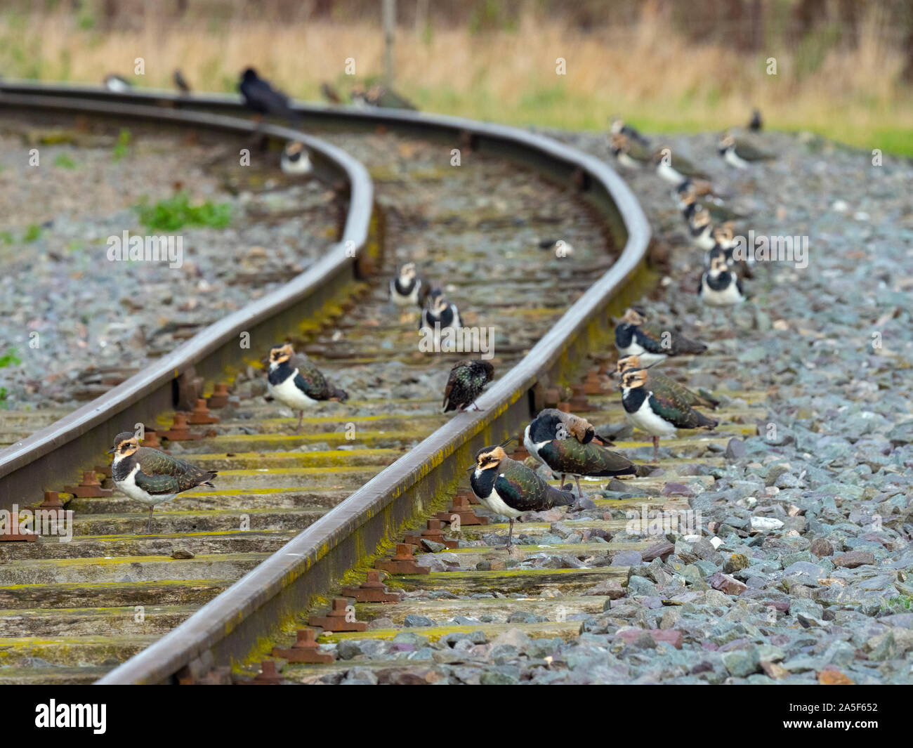 Lapwings Vanellus vanellus in appoggio su binari ferroviari Foto Stock