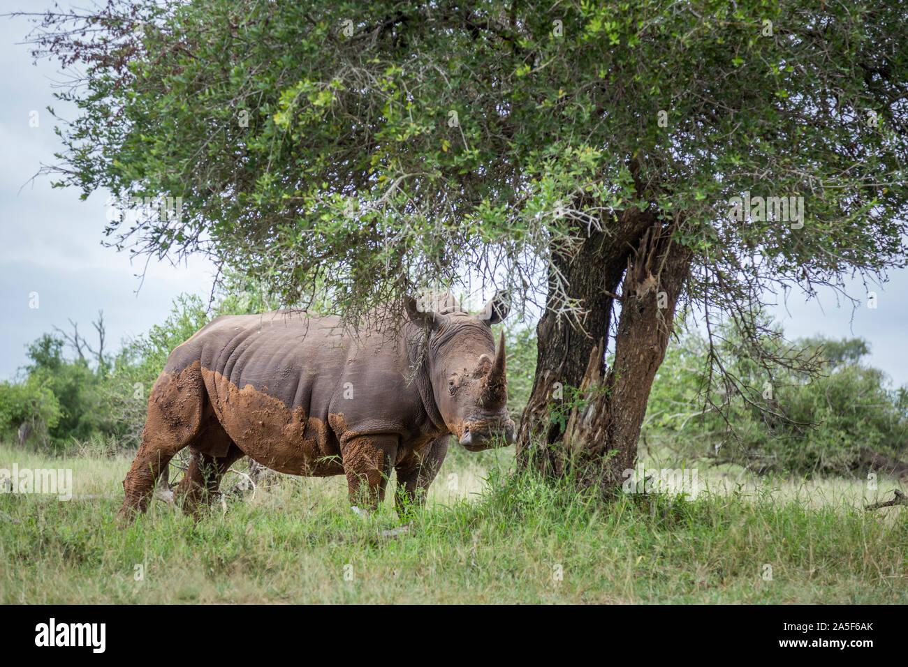 Rinoceronte bianco del Sud nella savana verde in Hlane Royal National Park, dello Swaziland ; Specie Ceratotherium simum simum della Famiglia Rhinocerotidae Foto Stock