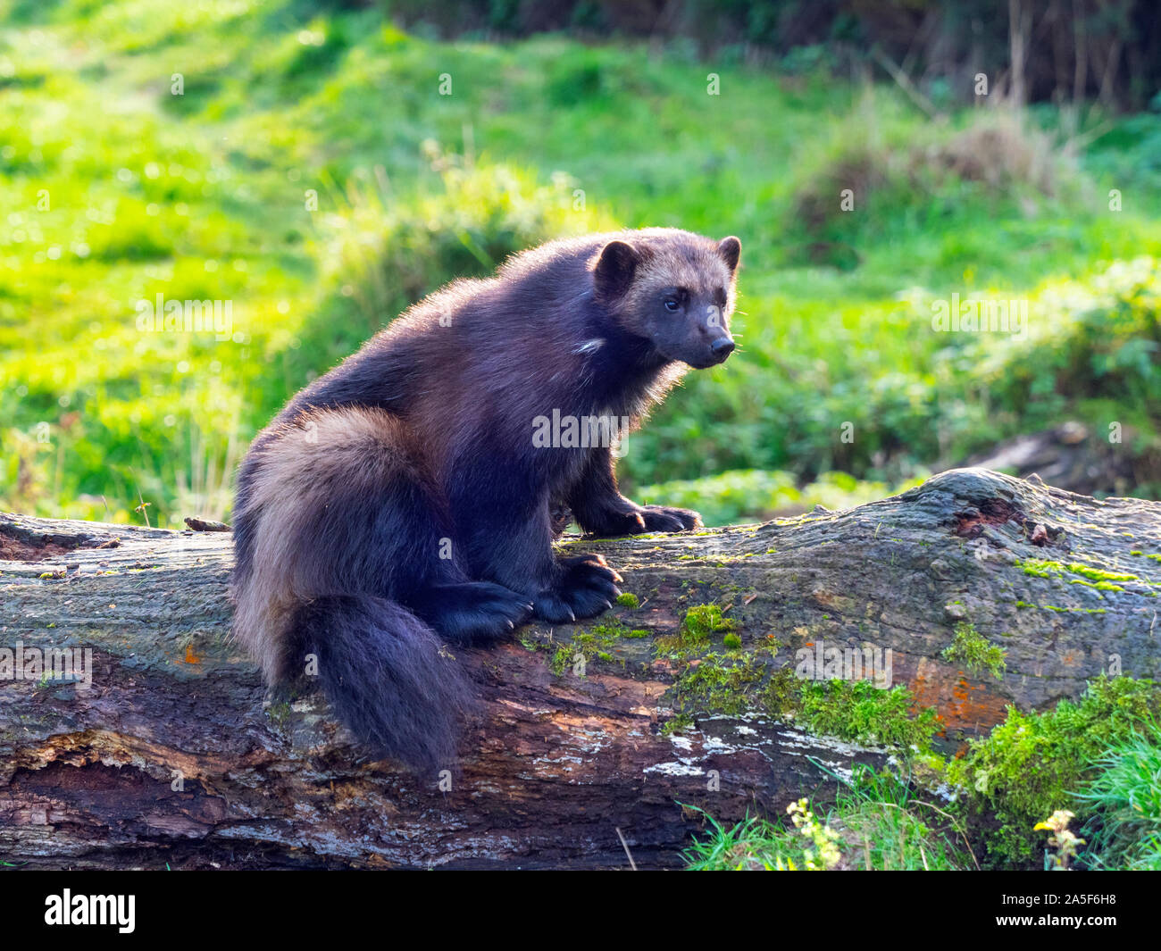 Wolverine Gulo gulo captive Foto Stock