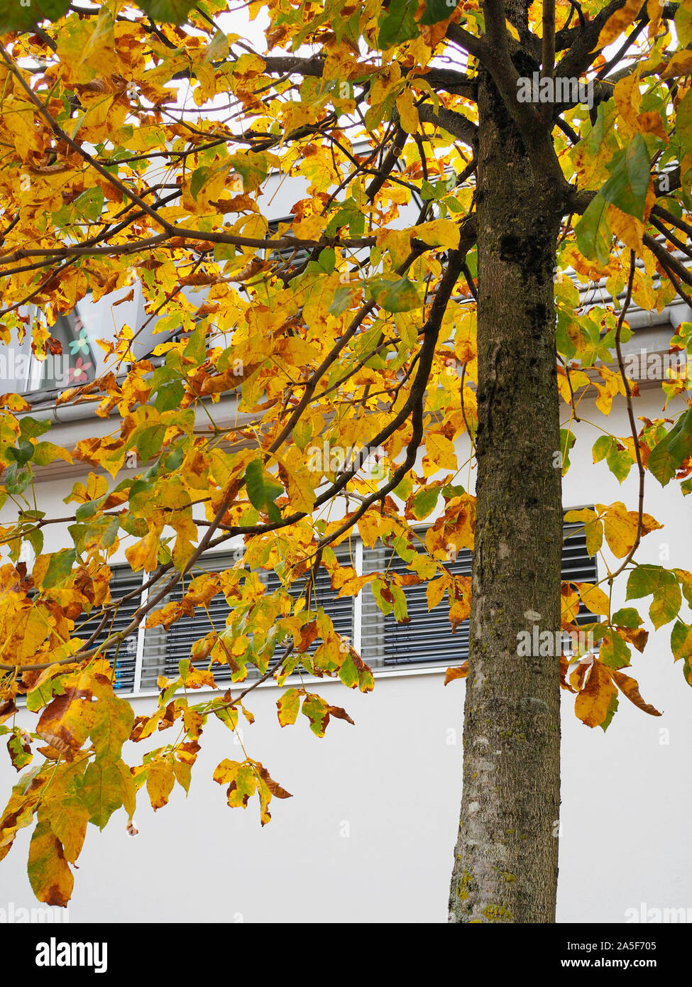 Kastanie mit Laubwechsel im Herbst Foto Stock