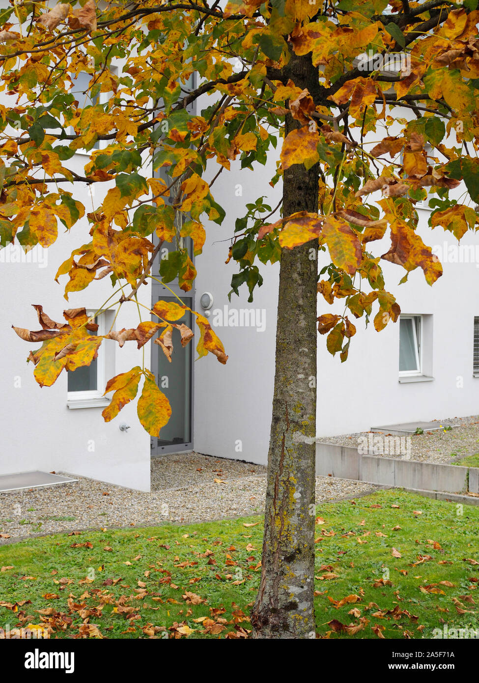 Kastanie mit Laubwechsel im Herbst Foto Stock