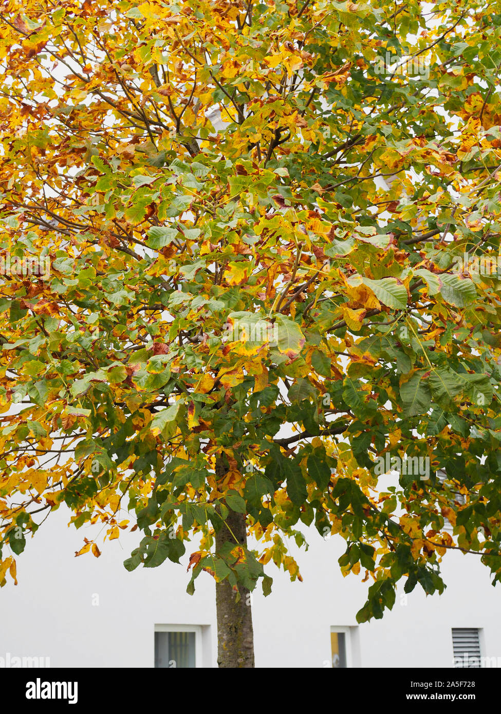 Kastanie mit Laubwechsel im Herbst Foto Stock