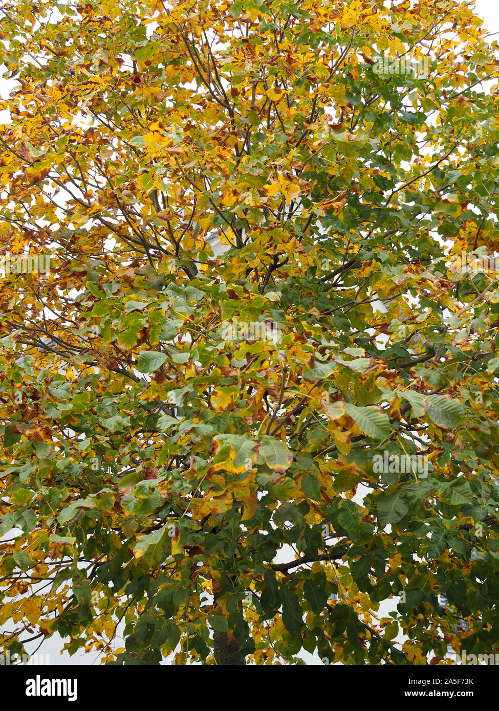 Kastanie mit Laubwechsel im Herbst Foto Stock