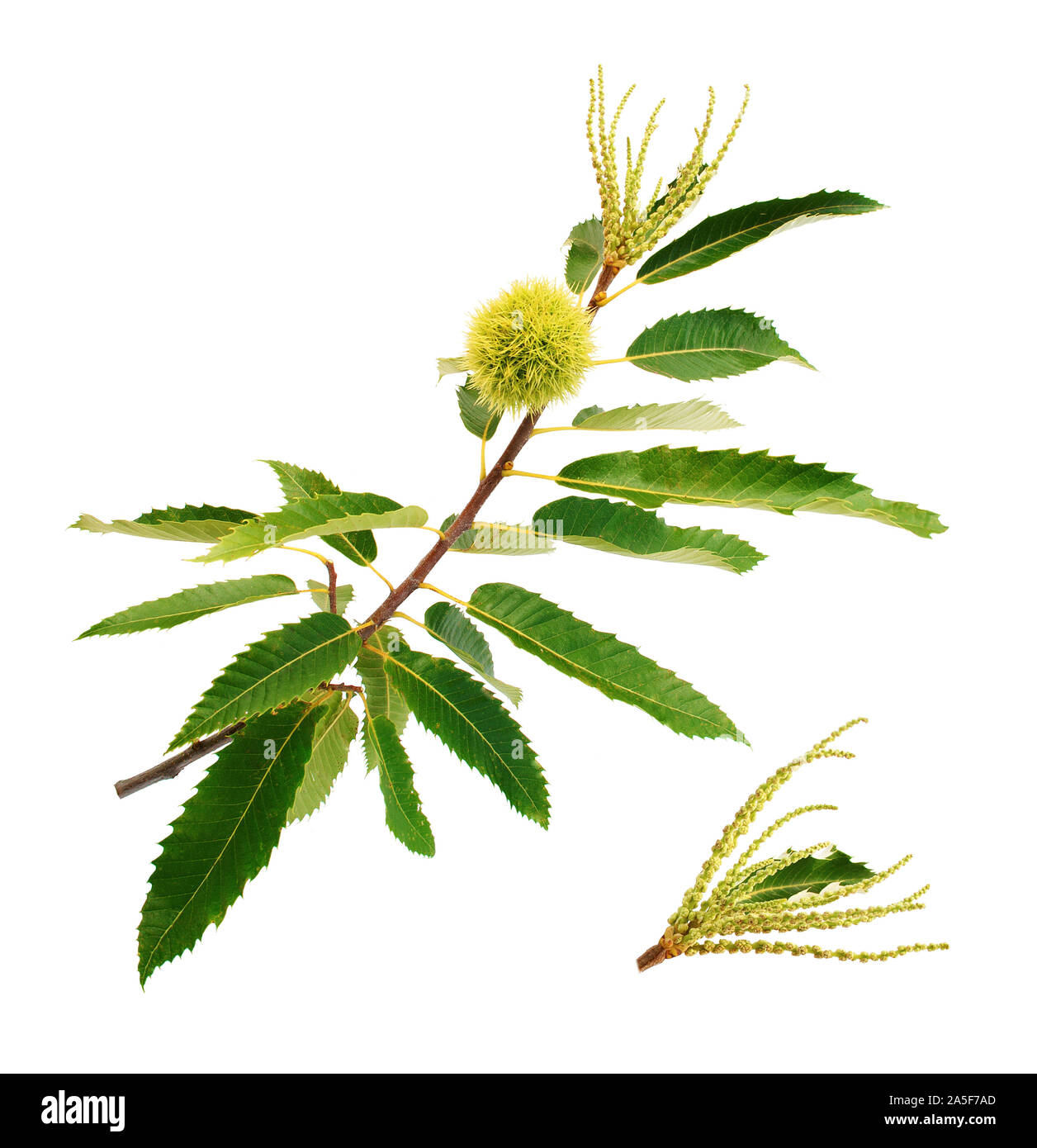 Primo piano del fiore di castagno e frutta isolato su sfondo bianco. Foto Stock