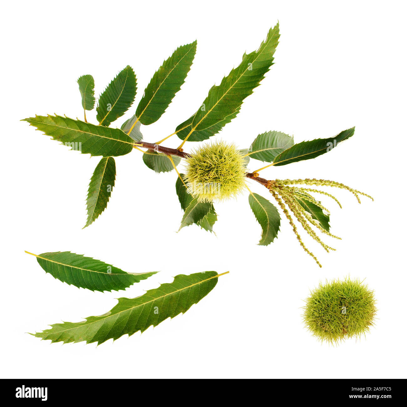 Primo piano del fiore di castagno e frutta isolato su sfondo bianco. Foto Stock