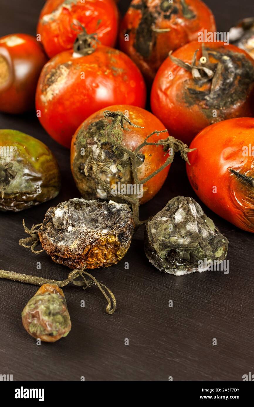 Pomodori ammuffiti. Stoccaggio di verdure. Alimenti dannosi per la salute. Stampo sulla verdura. Guastato cibo. Foto Stock
