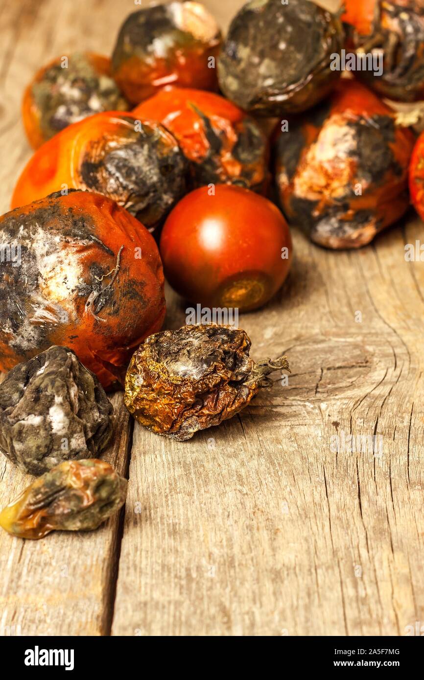 Pomodori ammuffiti. Stoccaggio di verdure. Alimenti dannosi per la salute. Stampo sulla verdura. Guastato cibo. Foto Stock