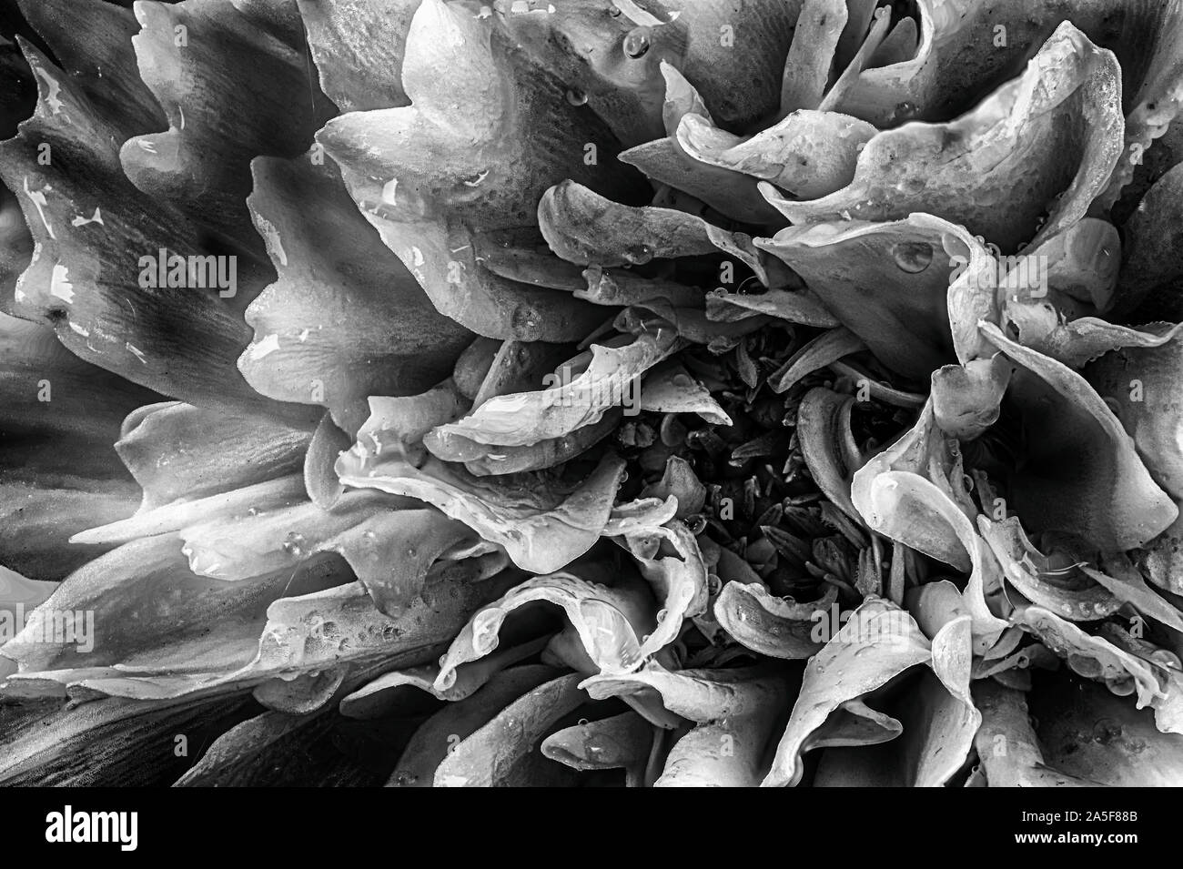 Bella in bianco e nero Fiore Dahlia vicino fino in macro. Petali di dettagliate in bloom artwork Foto Stock