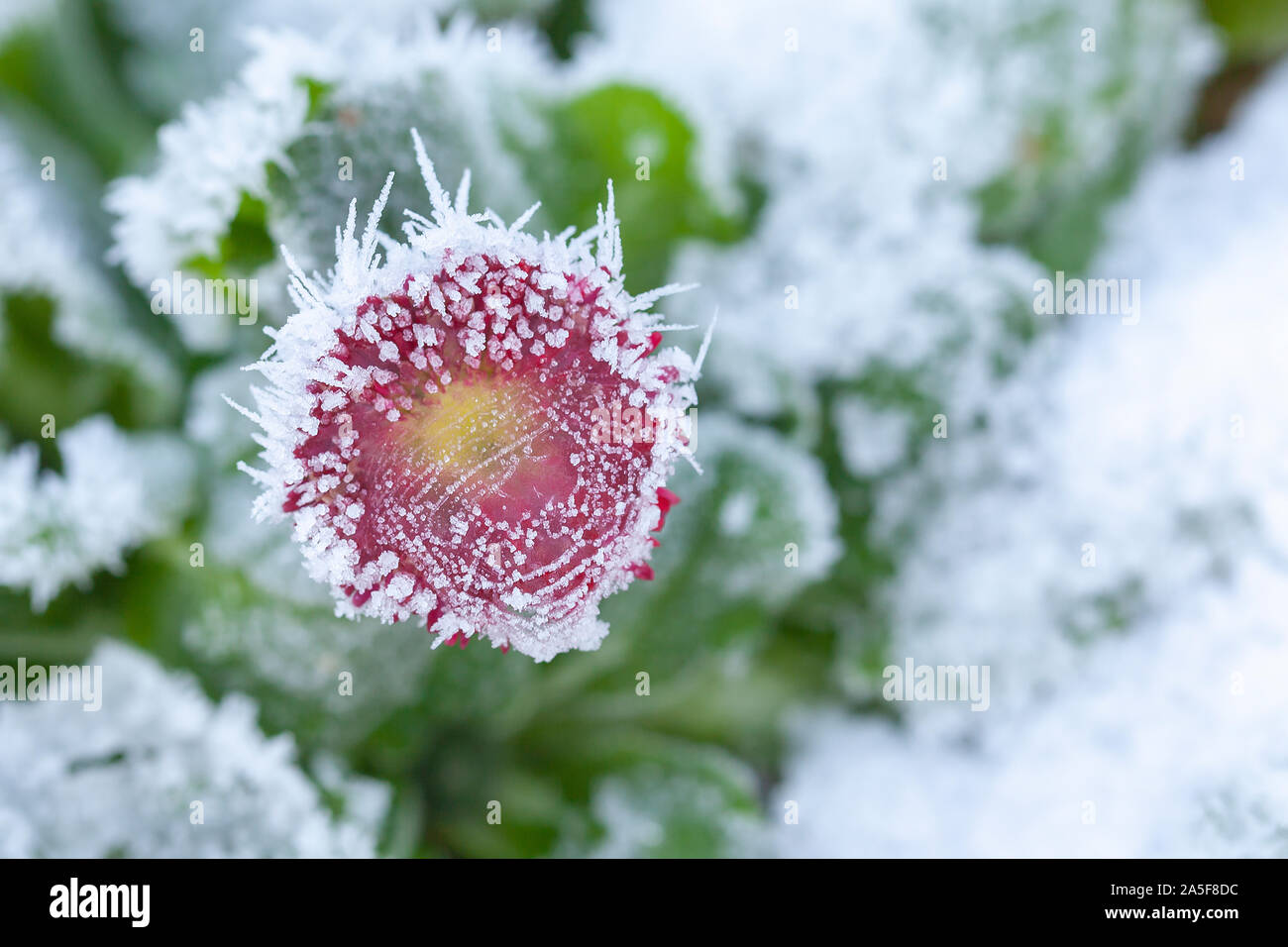 Bellis daisy congelati in un giardino inverni. Pianta rossa close up Foto Stock