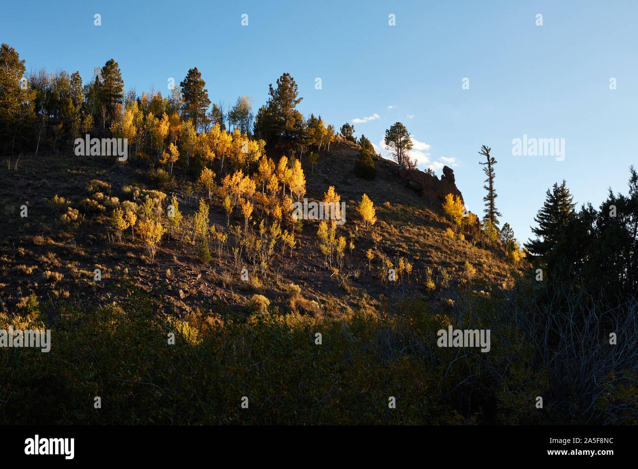 Aspen alberi con foglie di giallo, Utah Foto Stock
